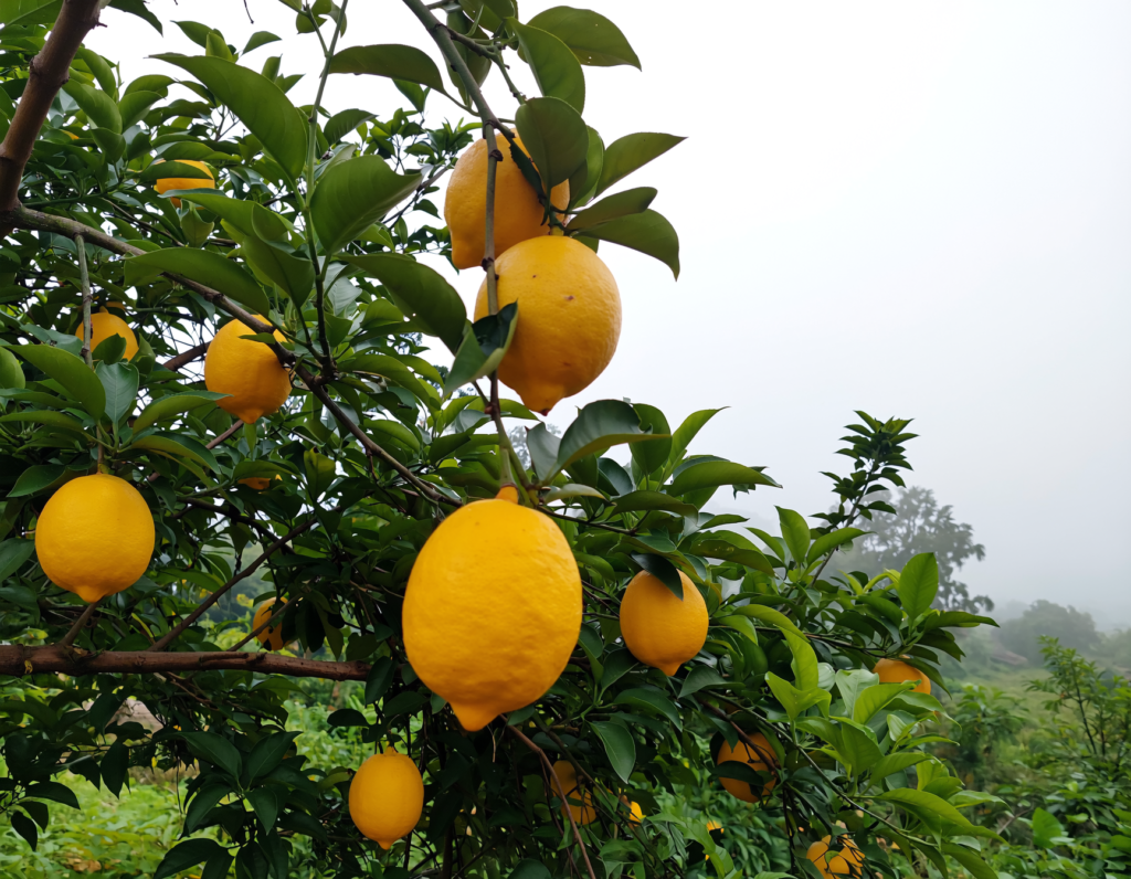 Kaji Nemu is a Unique Variety of Lemon Native to Assam